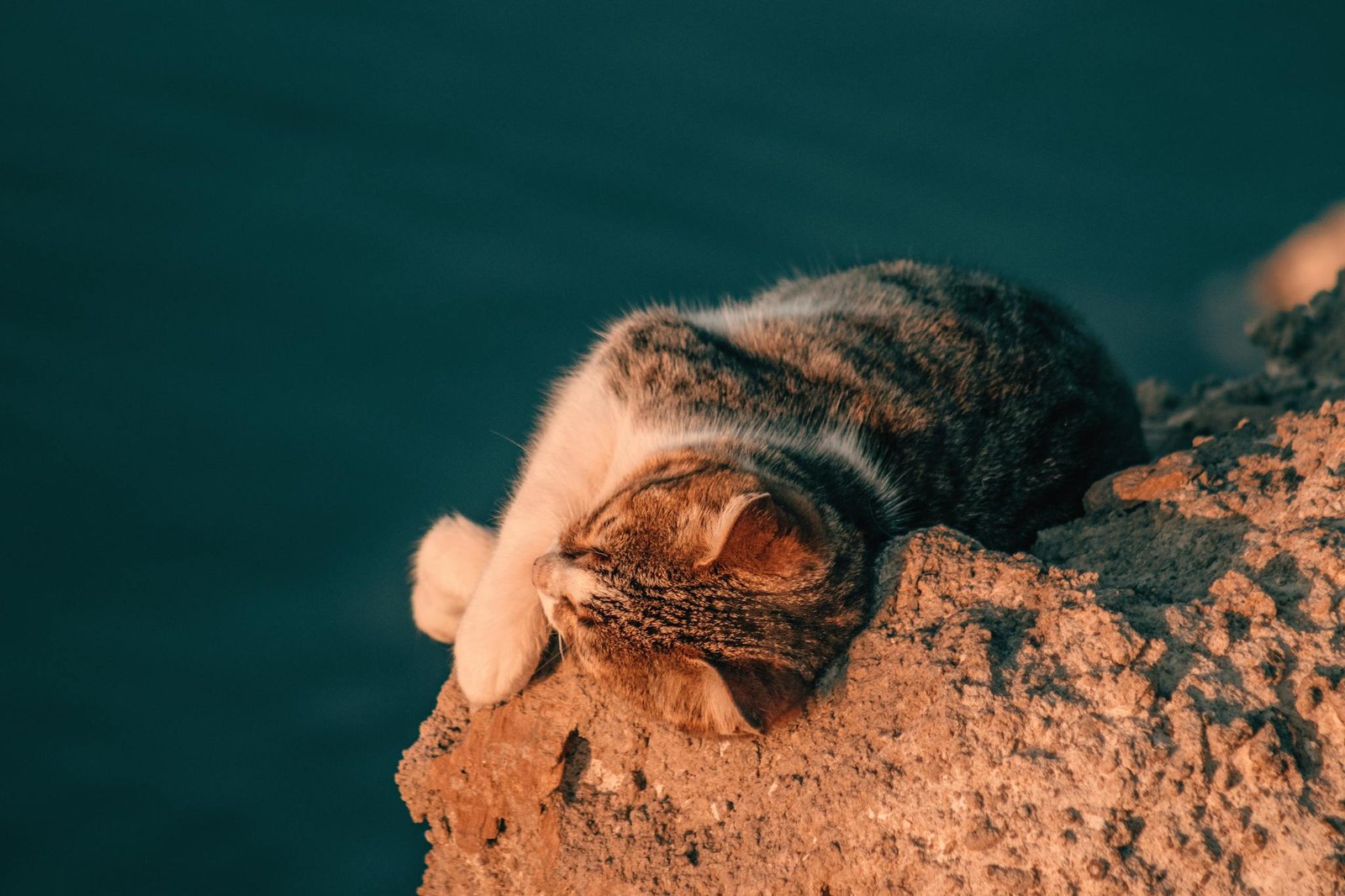 A cute cat sleeping peacefully on a sunlit rocky cliff during a warm sunset. Perfect for relaxation themes.