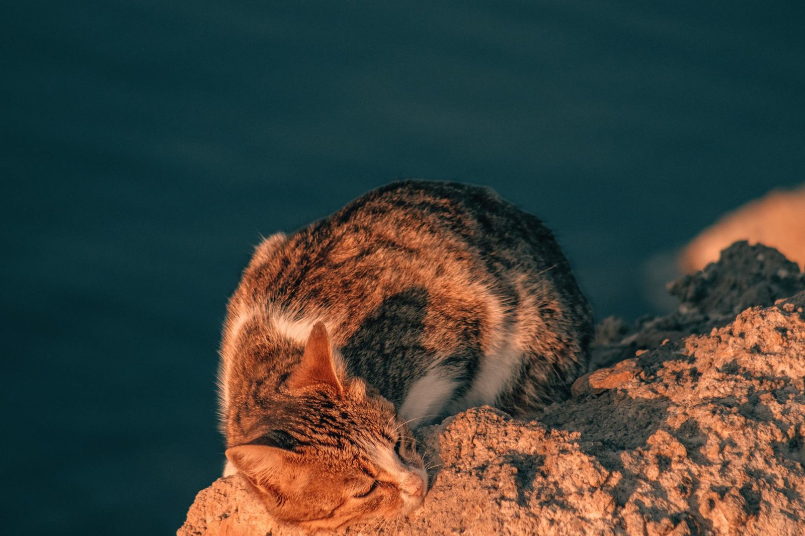 Peaceful tabby cat basking in warm sunlight on a rocky shoreline at dusk.